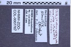 Etiketten zu Melanotus similis (NHMW-ZOO-COL-0007767)